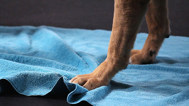 How to maintain clean carpets in a pet-friendly home